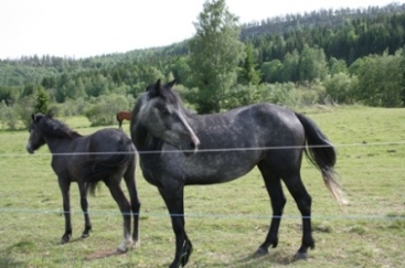 Mustang Sally Shams Mercedes