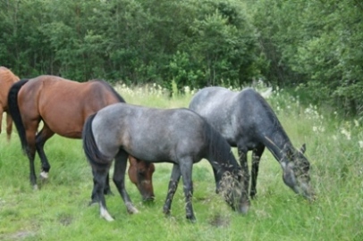 Hubbe Mermaids Corall Mustang Sally Shams Mercedes